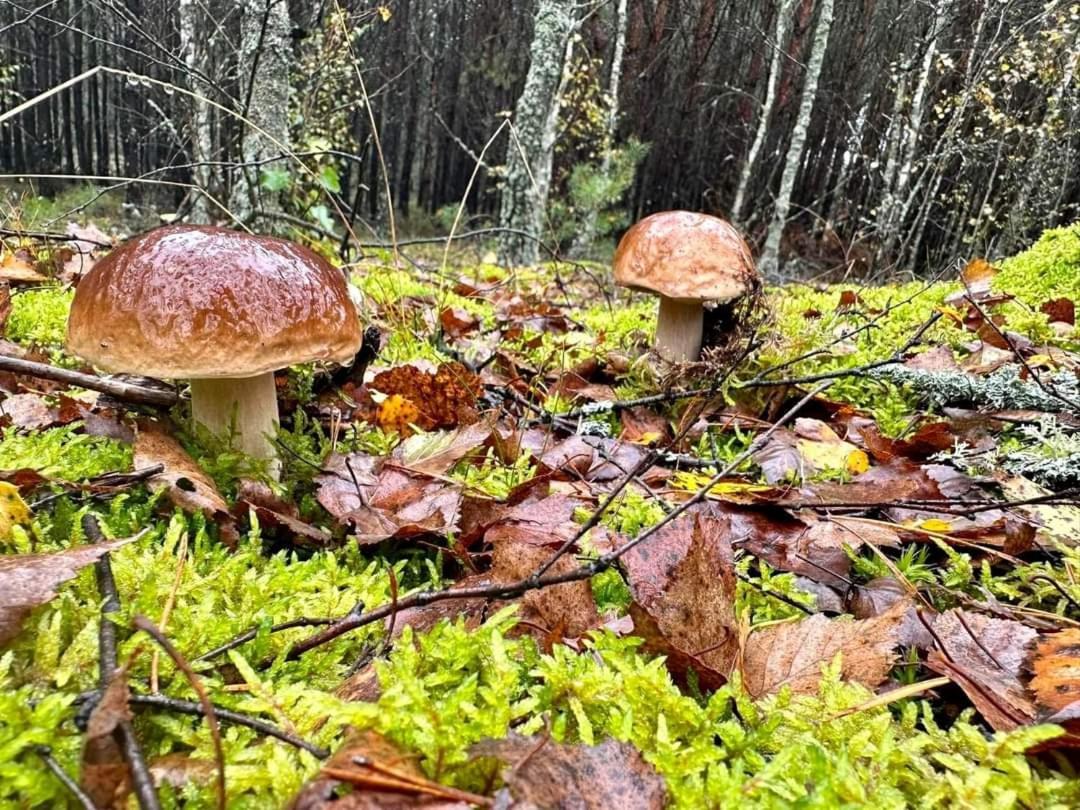 Villa Wypoczynek Kocia Gora Dziemiany Exterior foto